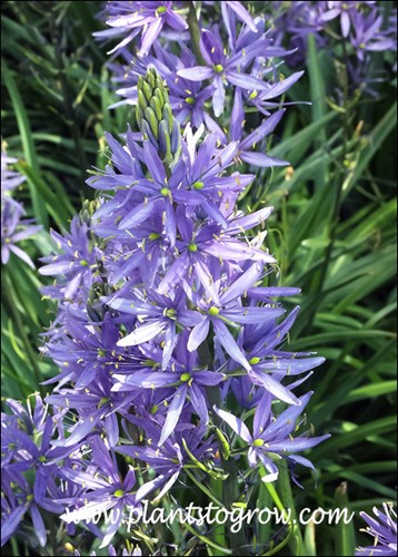 Lots of florets (flowers) packed on the plants raceme.